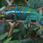 Kameleon - zmiana identyfikacji wizualnej